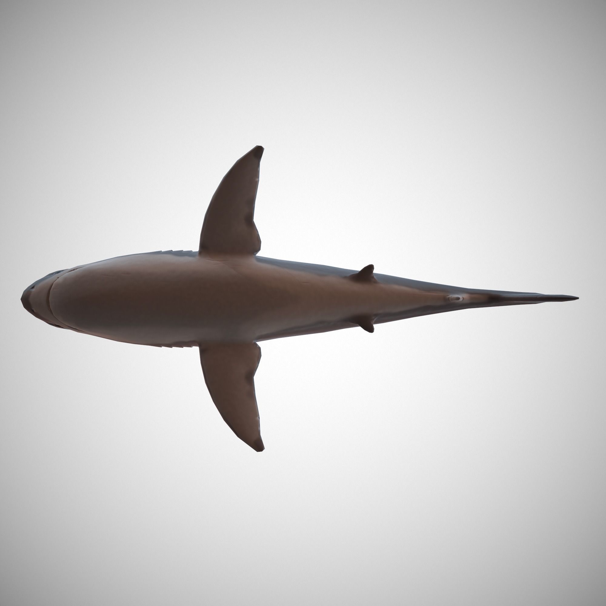 Great White Shark Low-poly 3D model_6