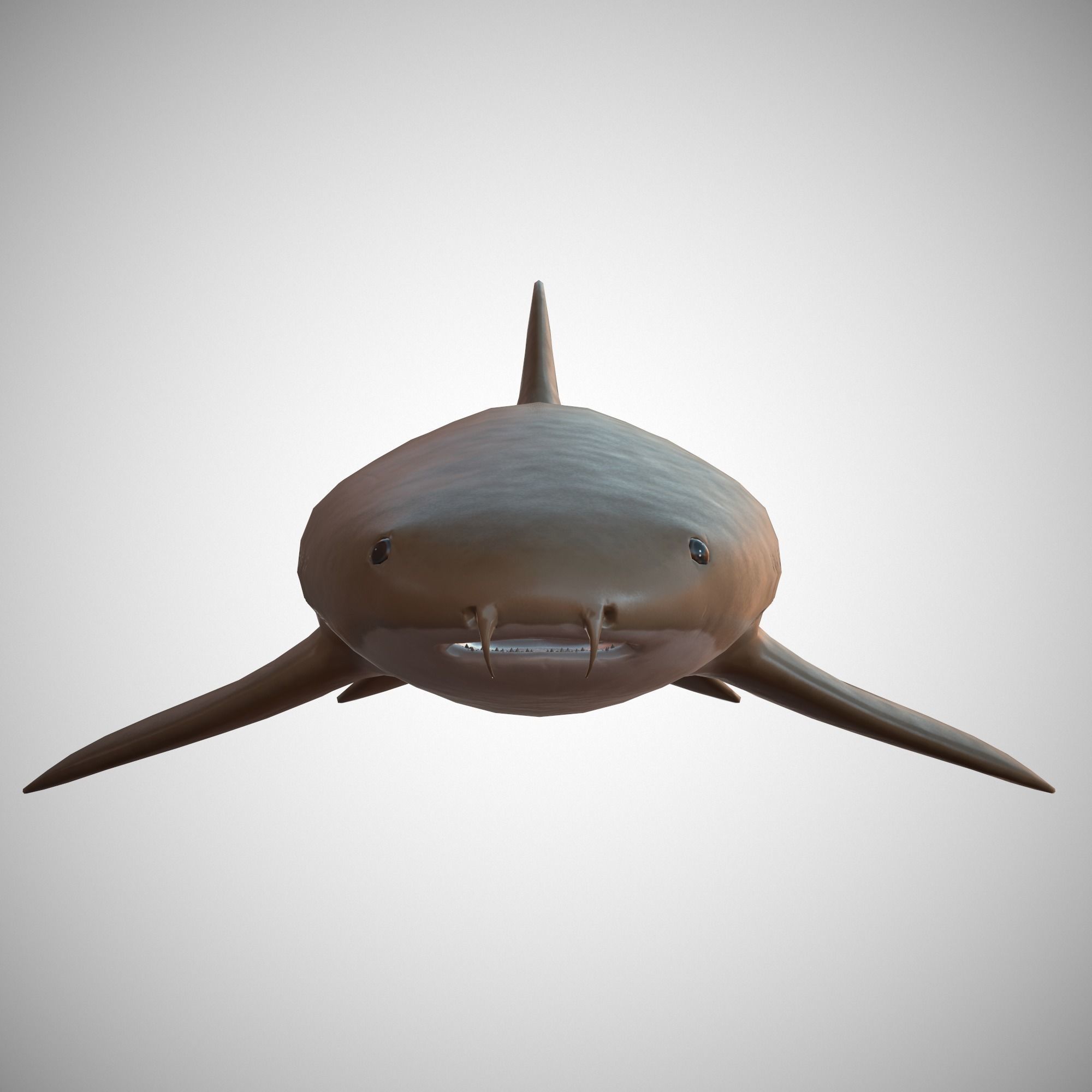 Nurse Shark Low-poly 3D model_7