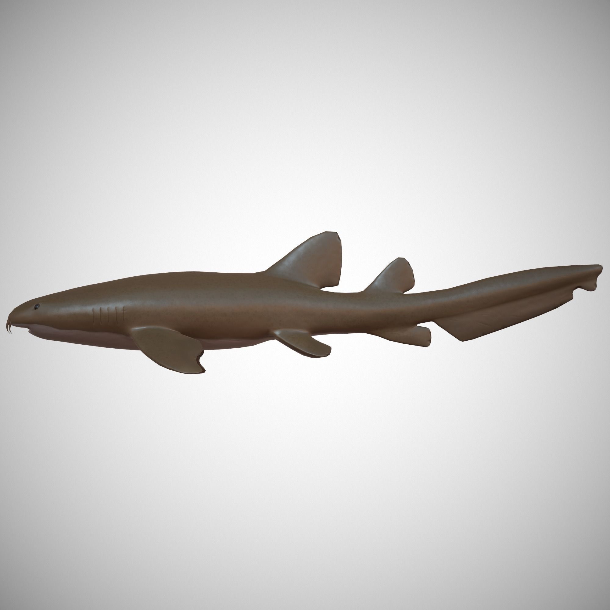 Nurse Shark Low-poly 3D model_4