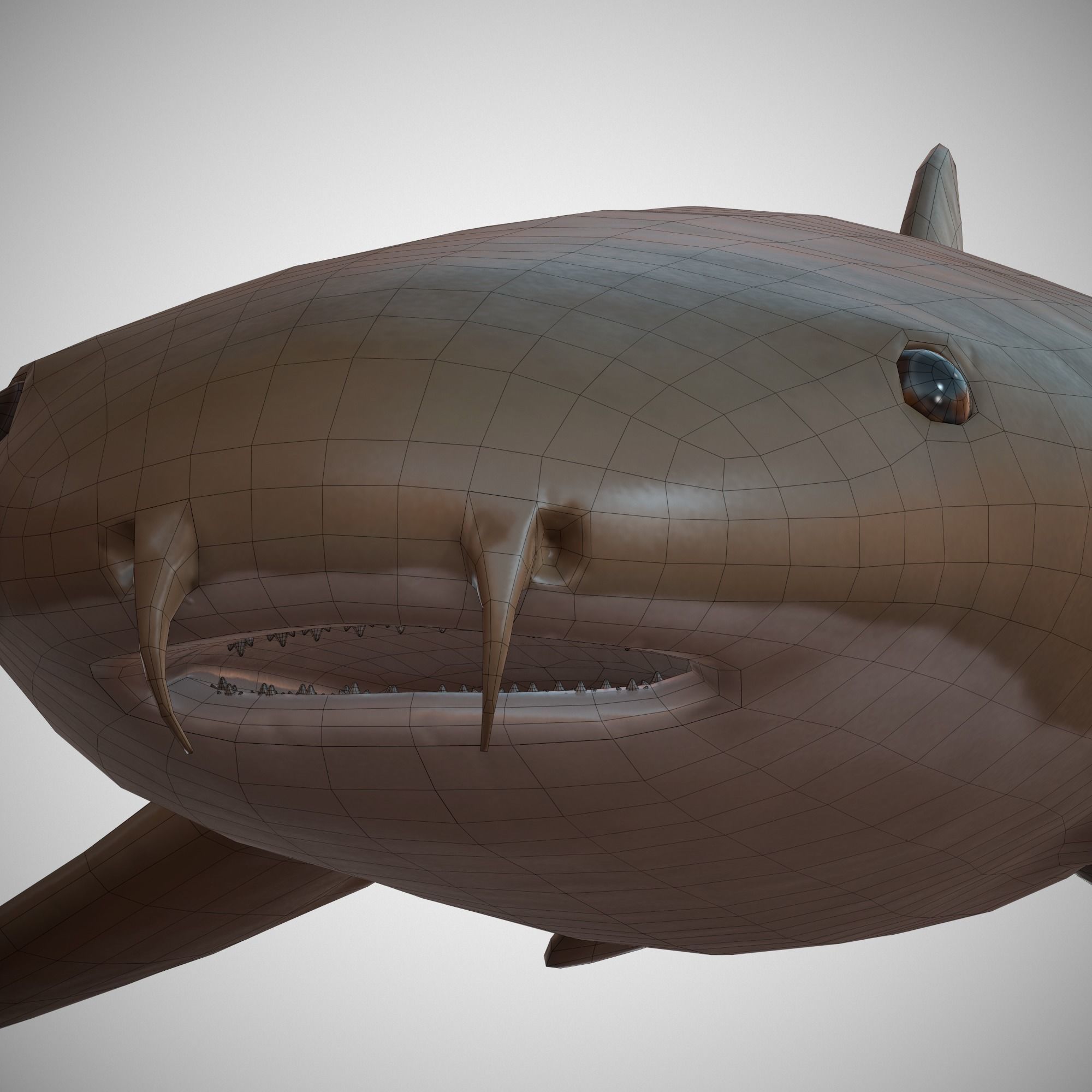 Nurse Shark Low-poly 3D model_9