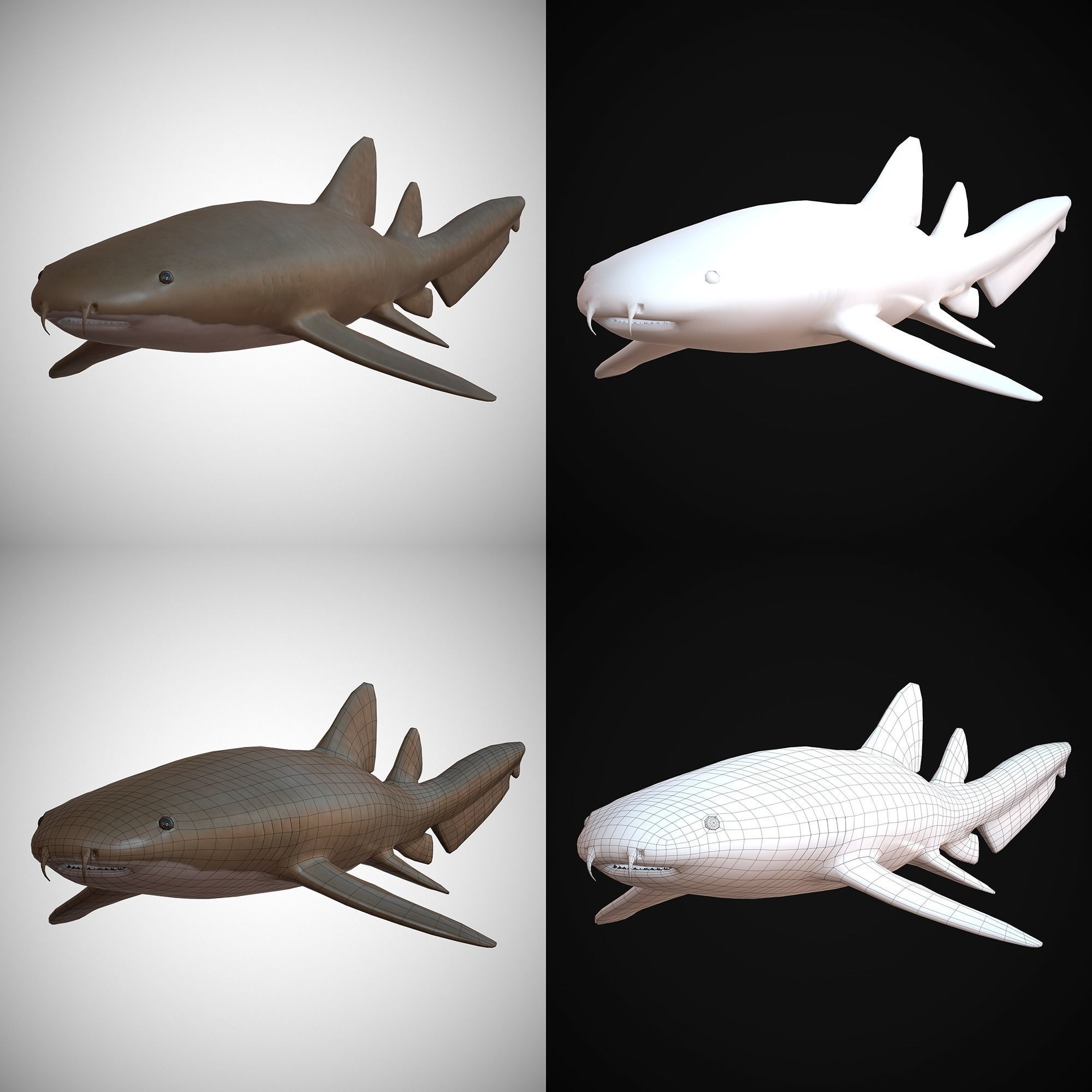 Nurse Shark Low-poly 3D model_10