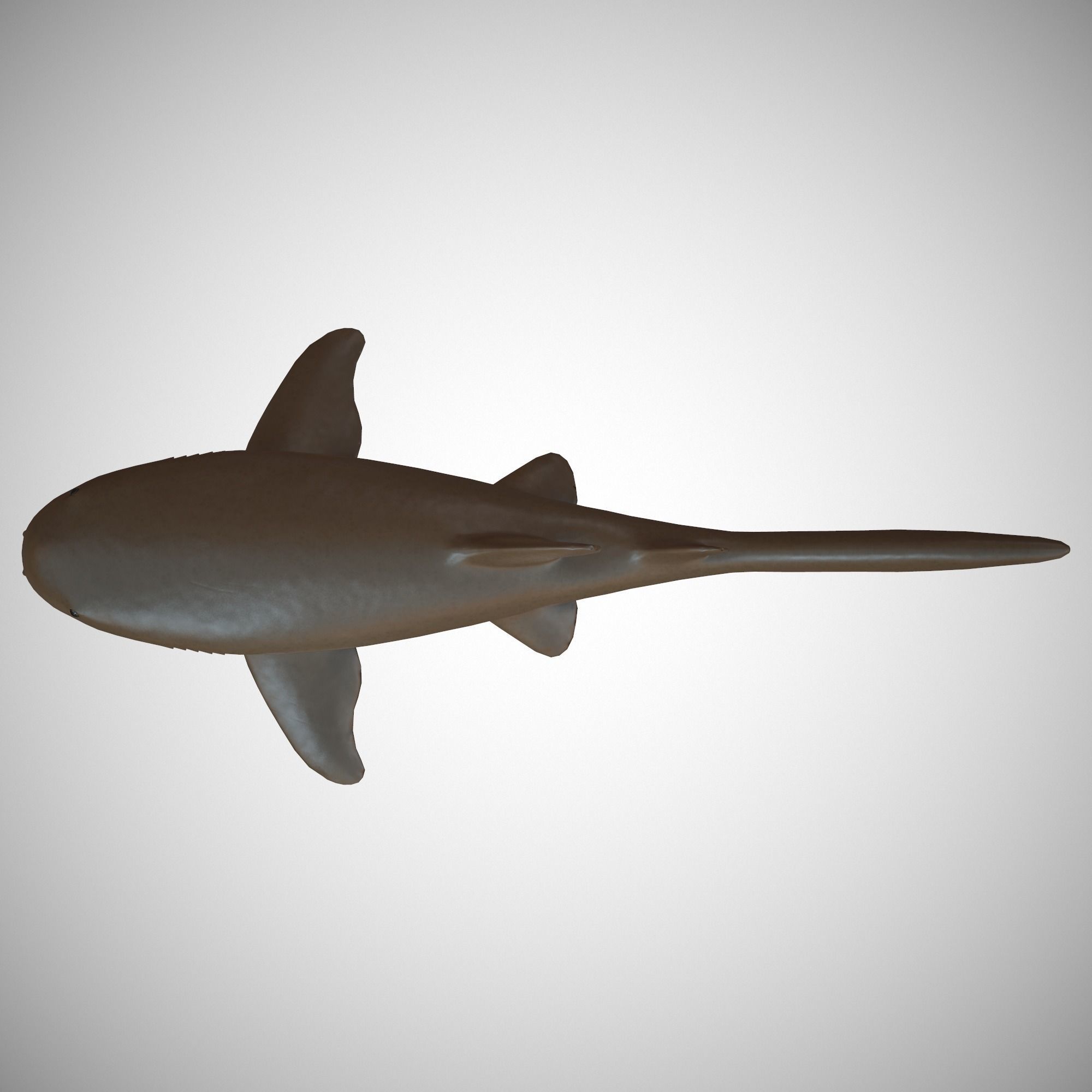 Nurse Shark Low-poly 3D model_5