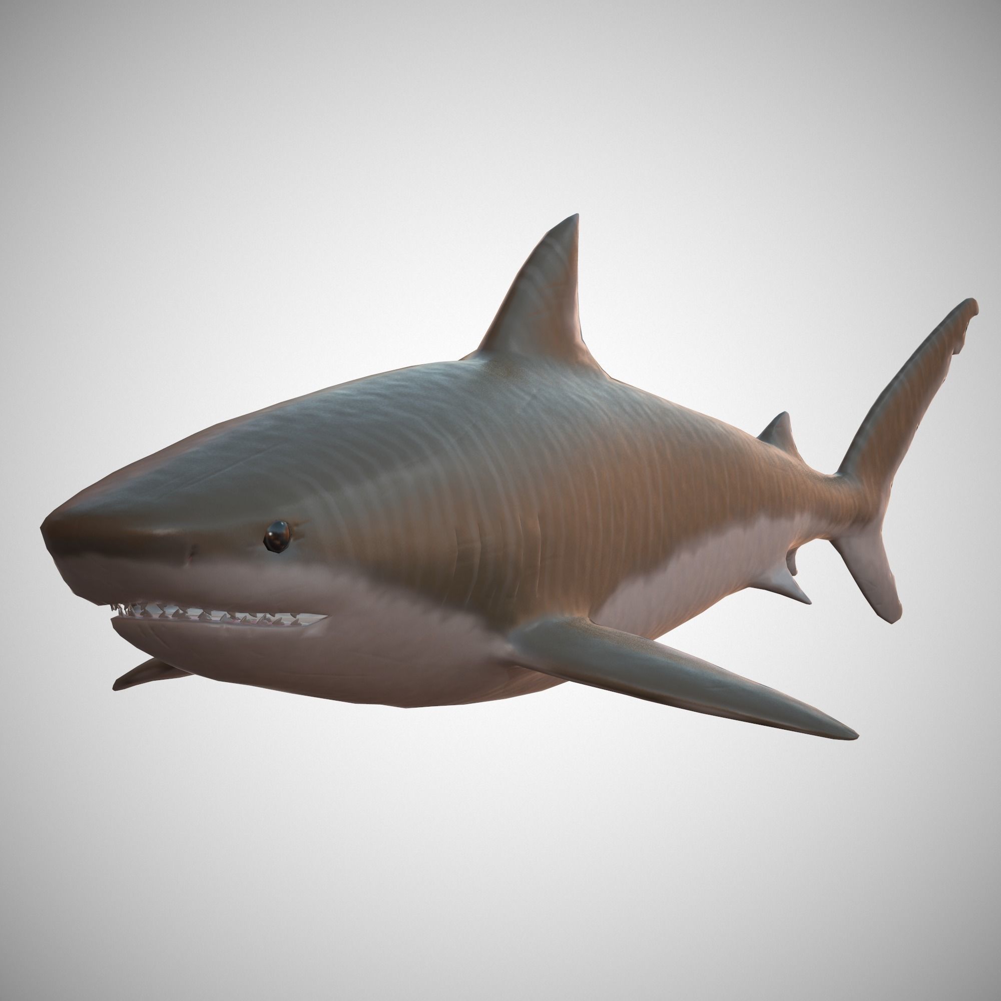 Tiger Shark Low-poly 3D model_0