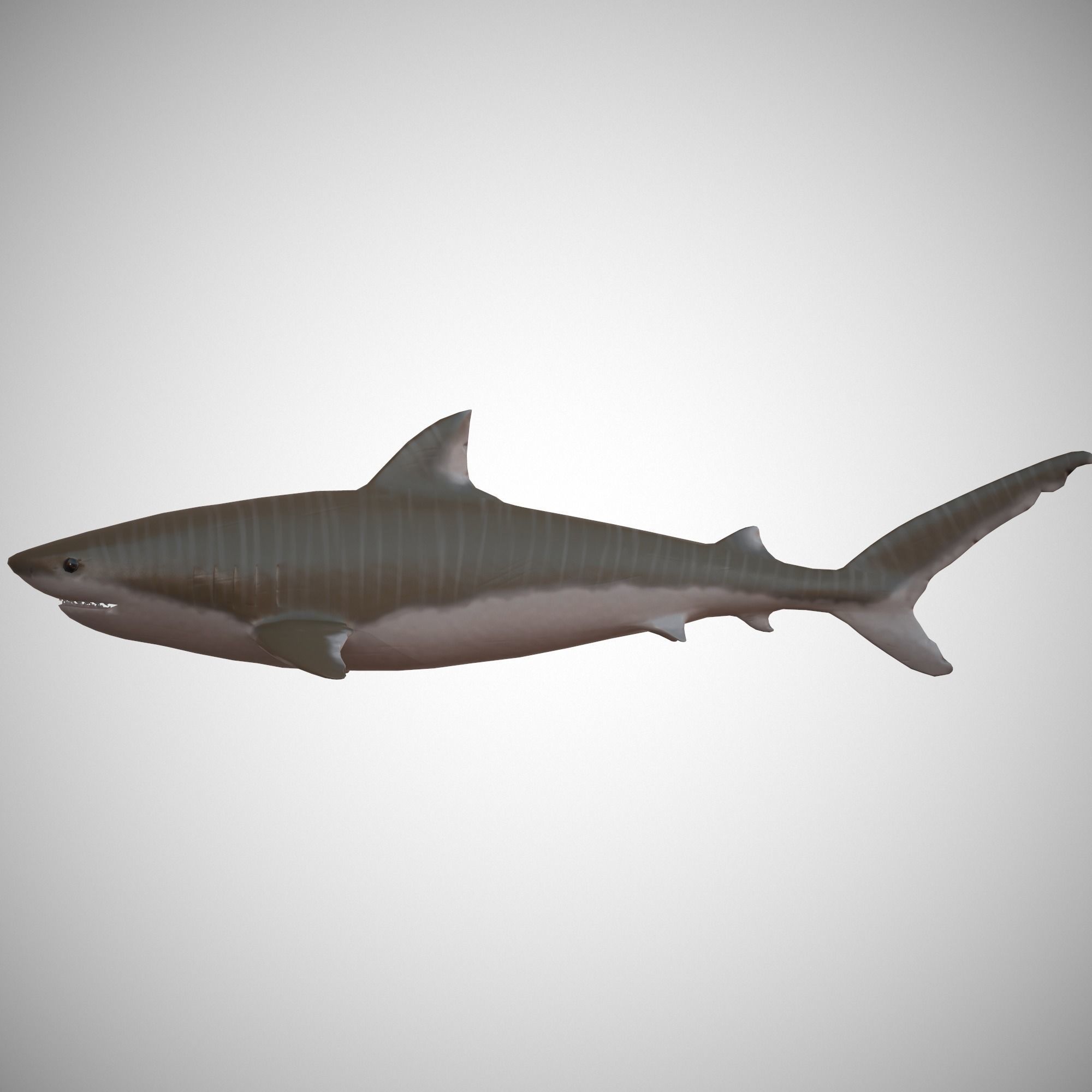 Tiger Shark Low-poly 3D model_4
