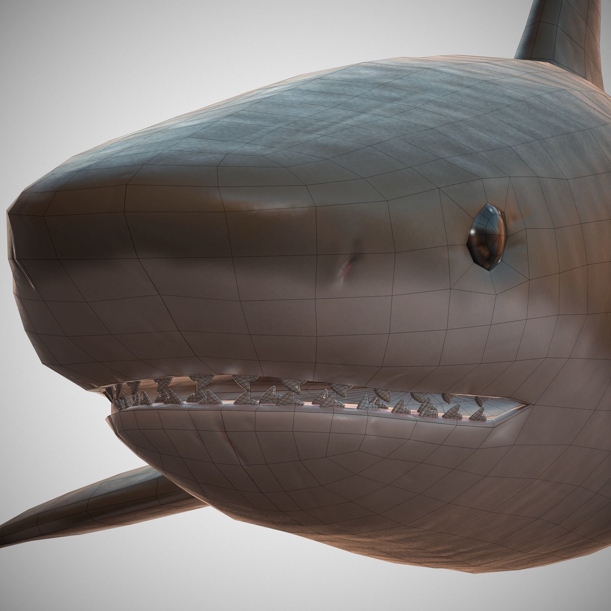 Tiger Shark Low-poly 3D model_9