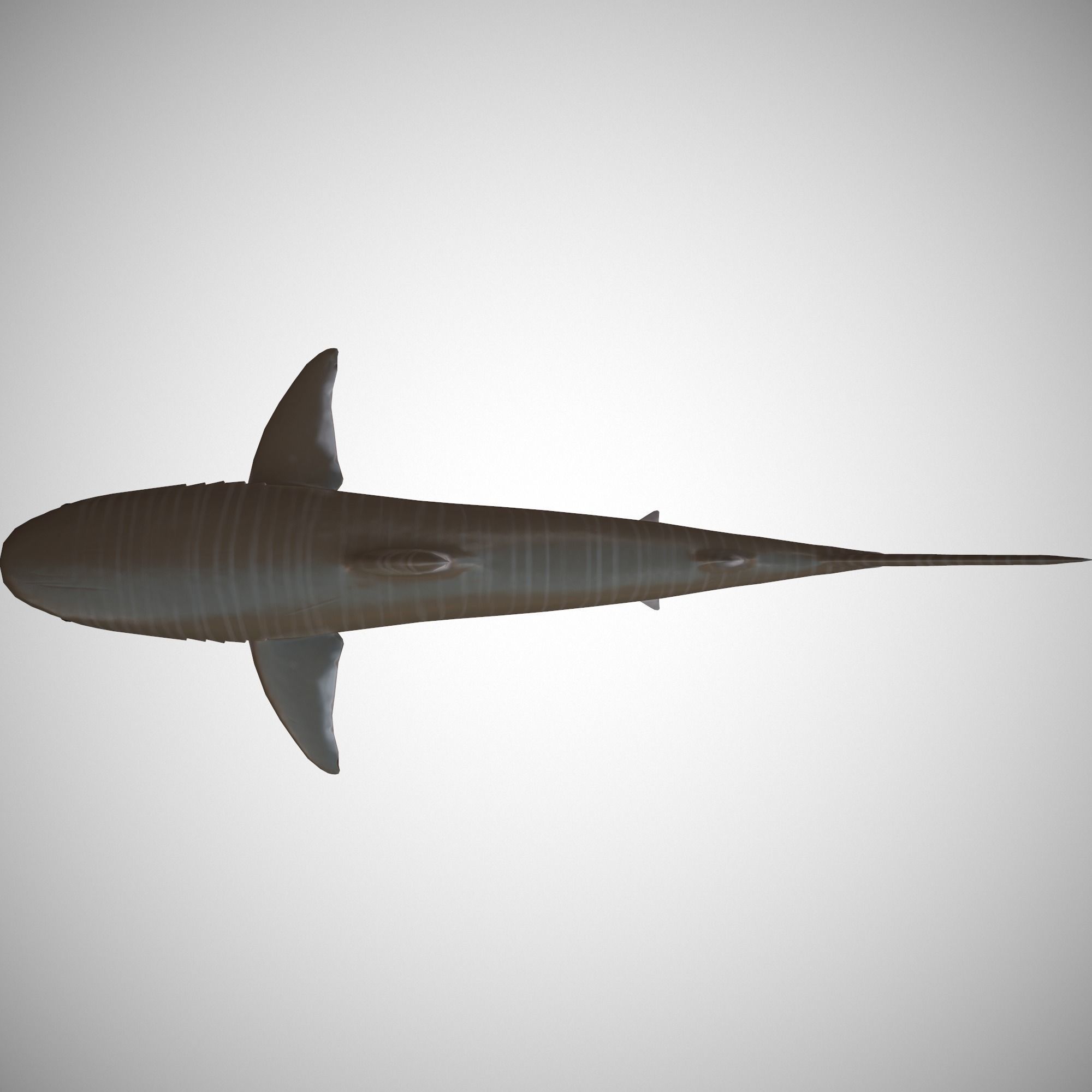 Tiger Shark Low-poly 3D model_5