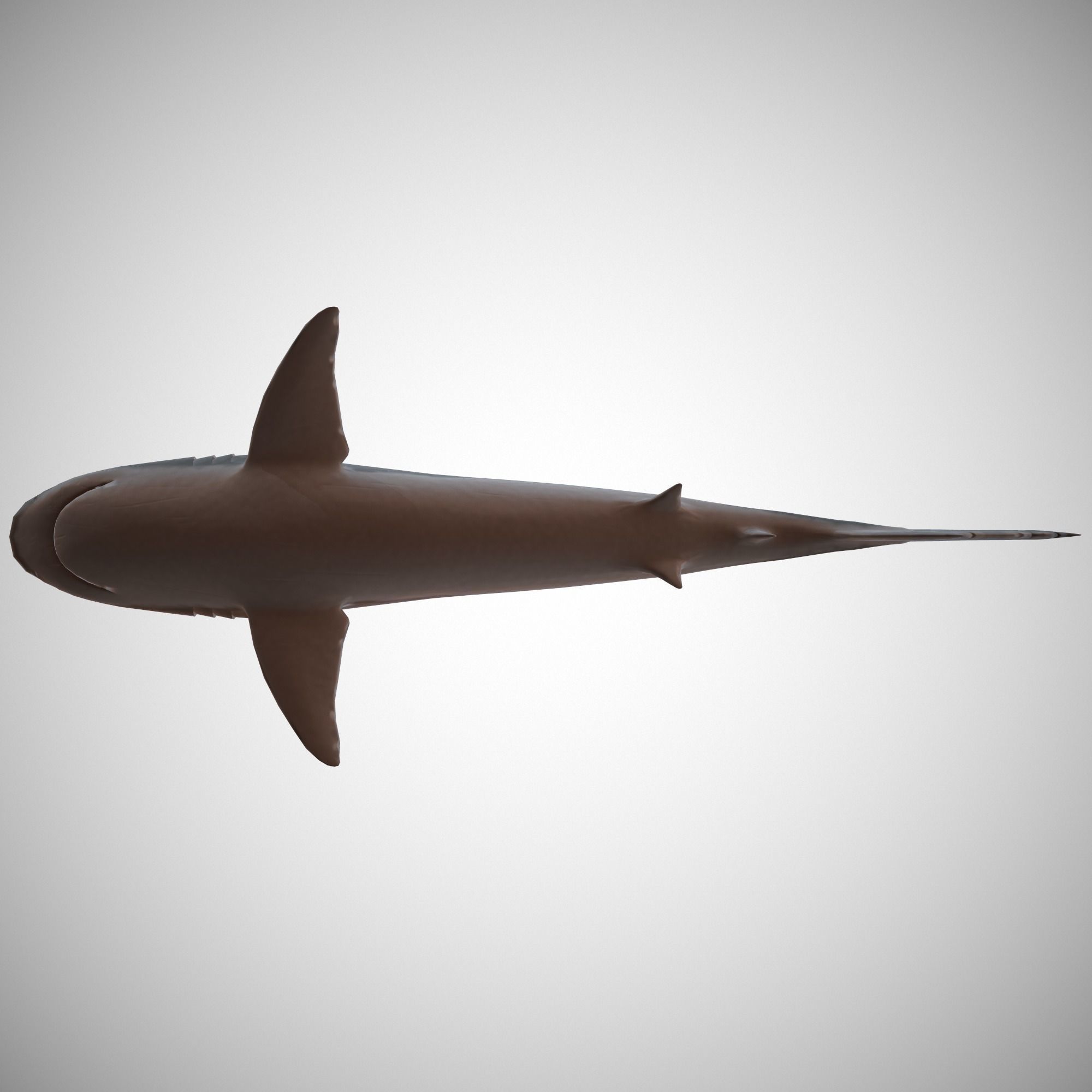 Tiger Shark Low-poly 3D model_6