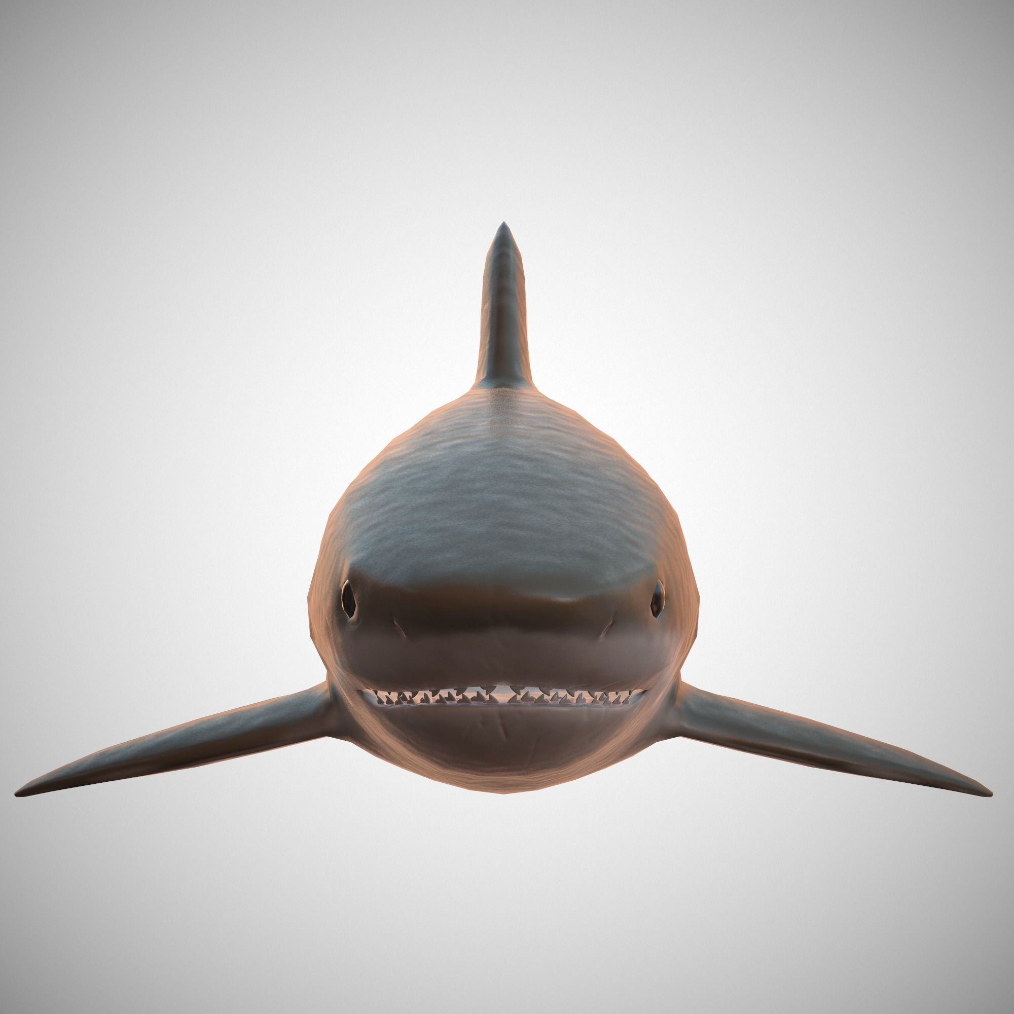 Tiger Shark Low-poly 3D model_7