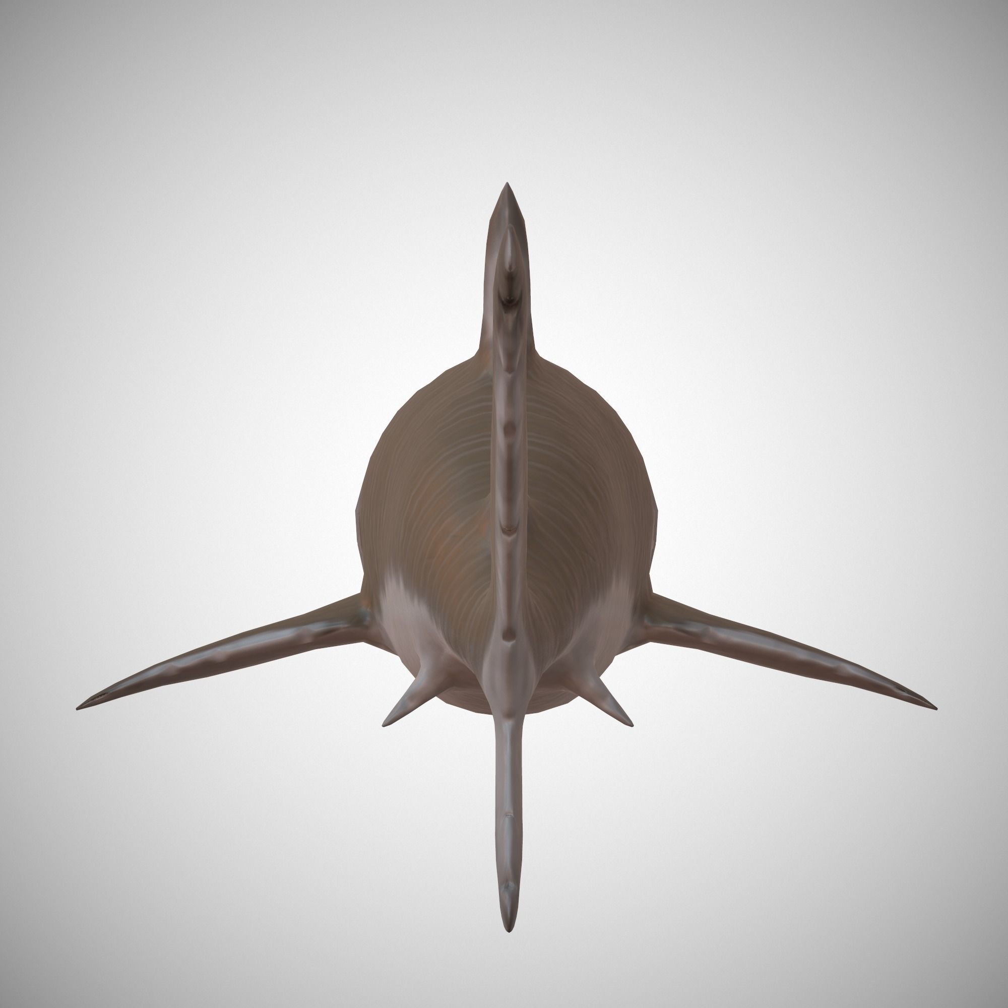 Tiger Shark Low-poly 3D model_8