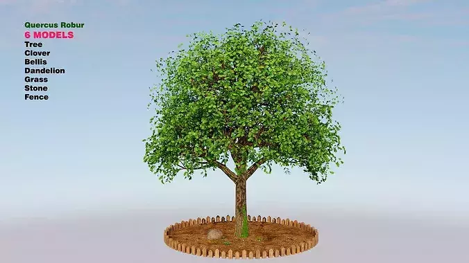 Quercus robu