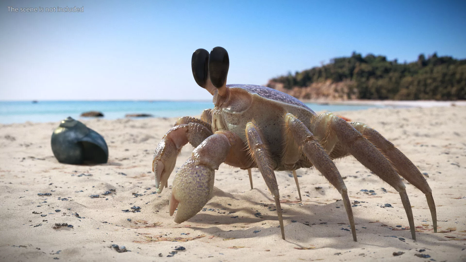 Coastal Burrowing Crab Pink Beige Fur for Maya 3D model