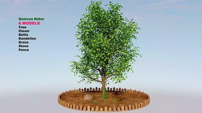 Quercus robur