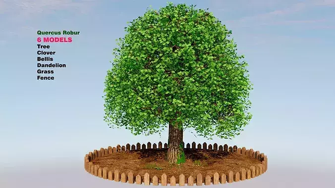 Quercus robur