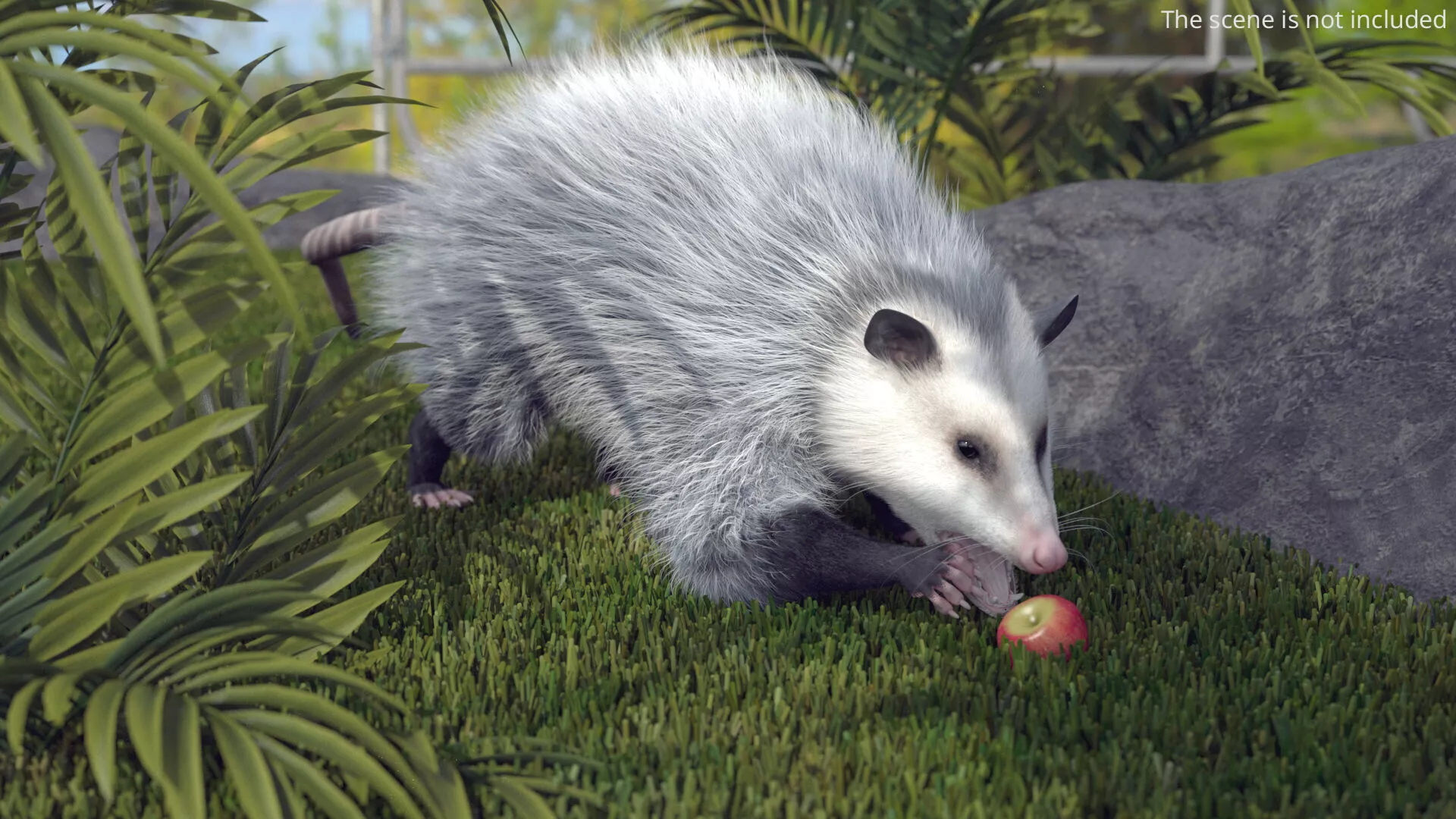 Opossum Eating Fur Animated Rigged for Cinema 4D 3D model
