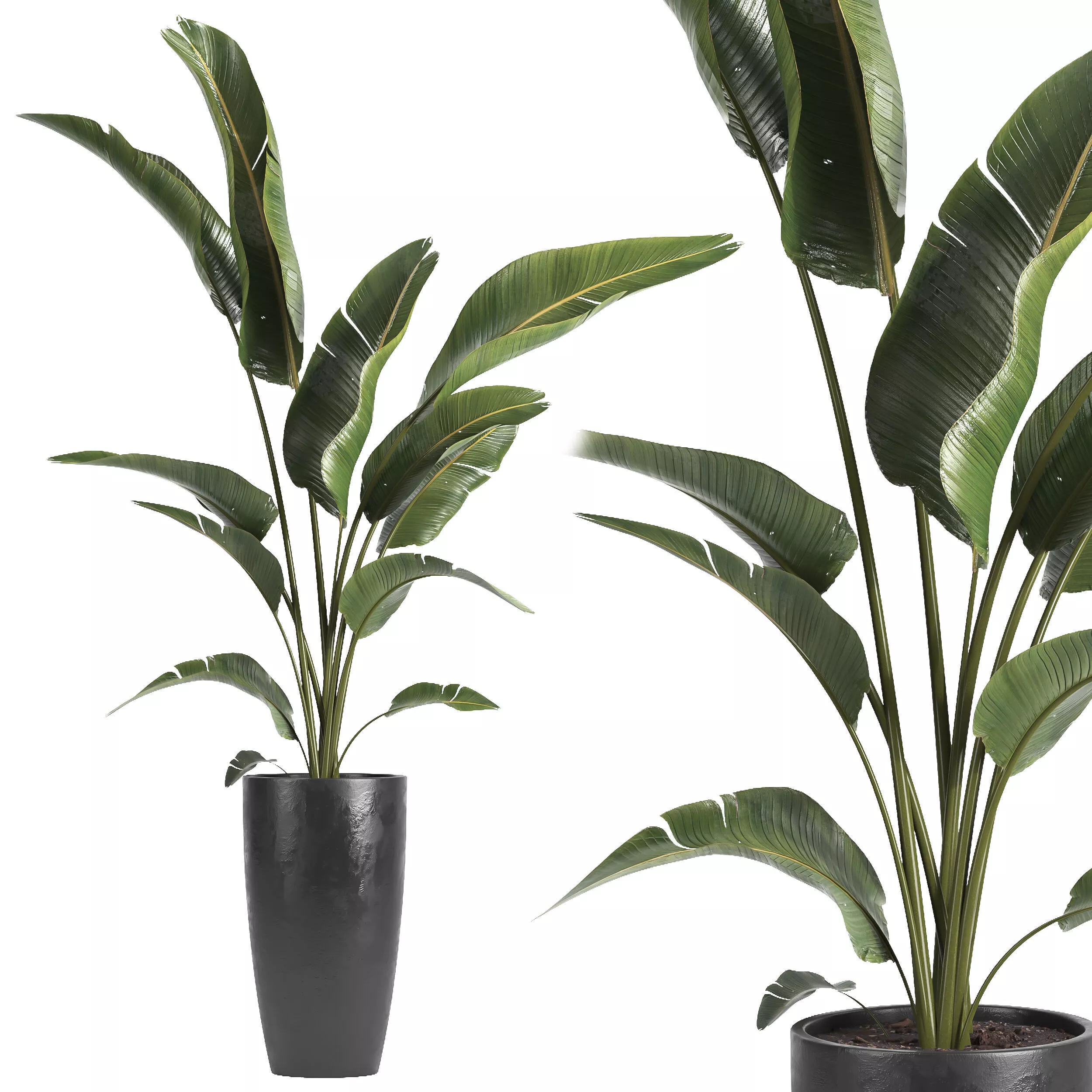 indoor plant 071 3D model