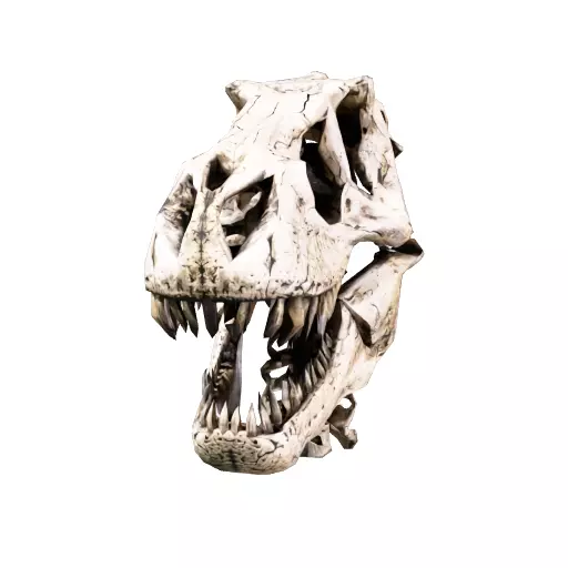 Dinosaur Skull Sculpture 3D Model 3D model