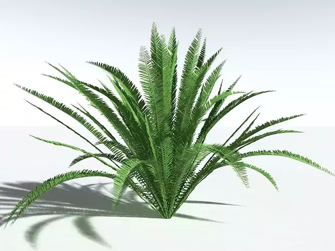 EVERYPlant Western Sword Fern
