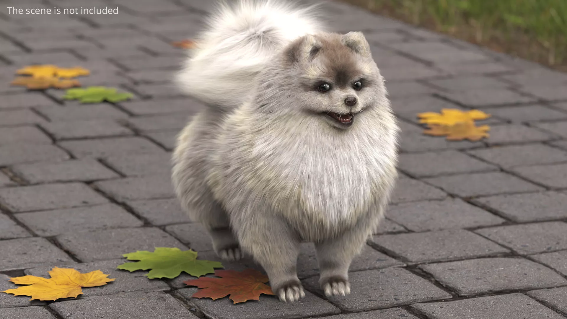 Pomeranian Dwarf Spitz Dog Cream Sable Fur 3D model