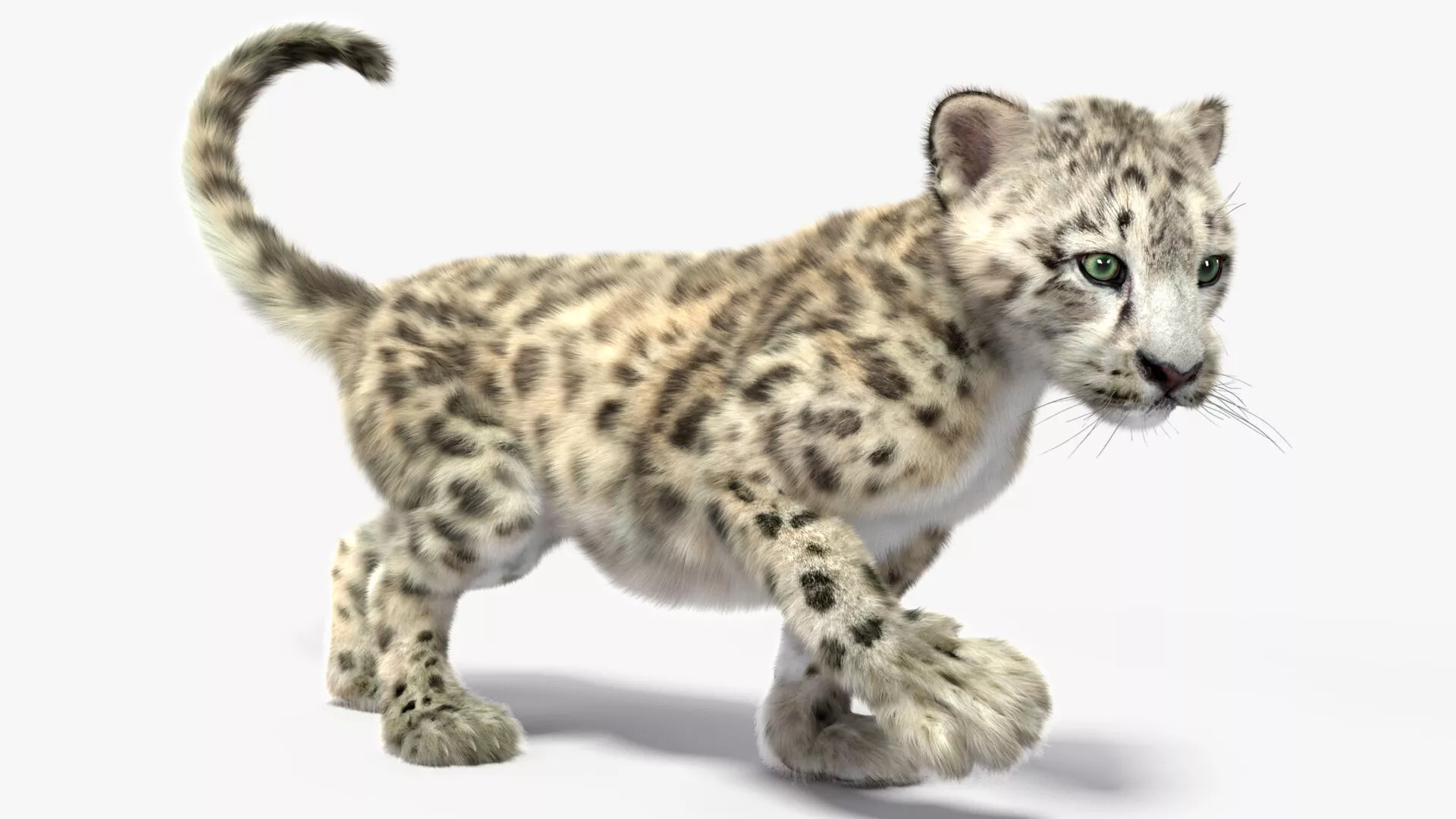 Snow Leopard Cub Fur for Cinema 4D Rigged 3D model