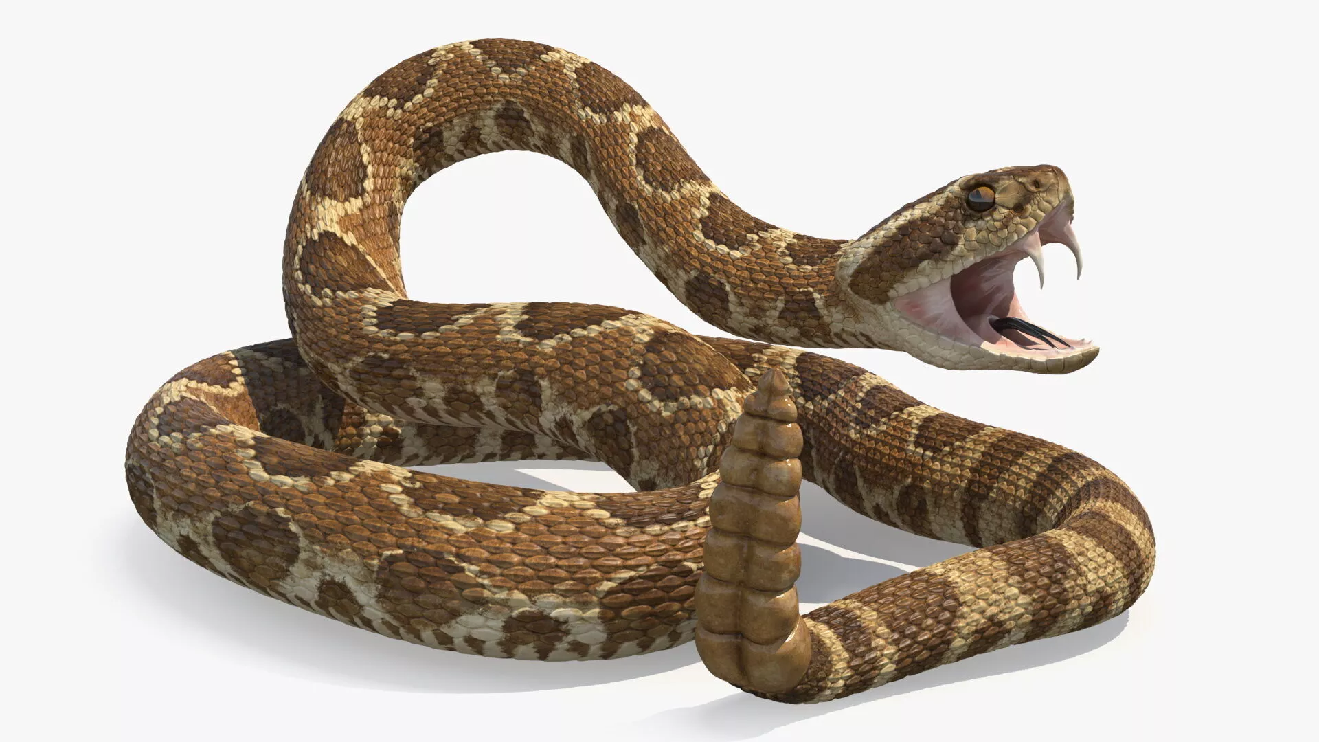 Light Rattlesnake Rigged 3D model