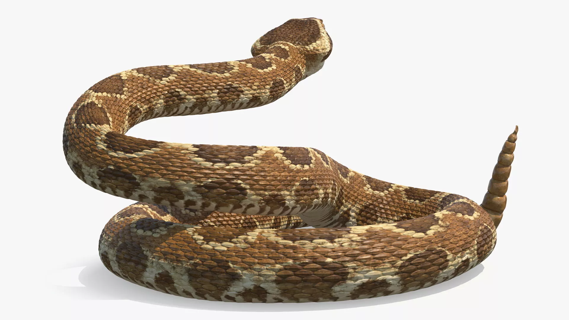 Light Rattlesnake Attack Animated Rigged 3D model