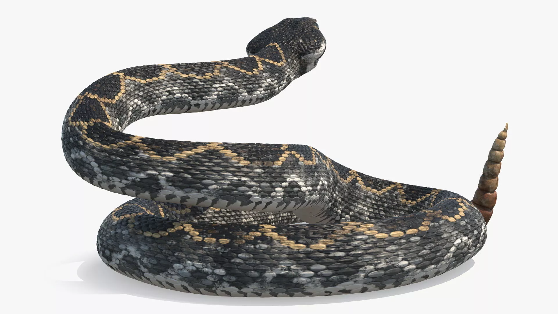 Rattlesnake Attack Animated Rigged 3D model