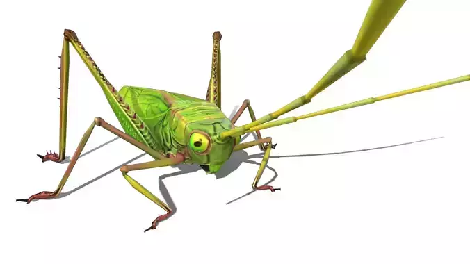 Grasshopper Animals  Low-poly 3D model