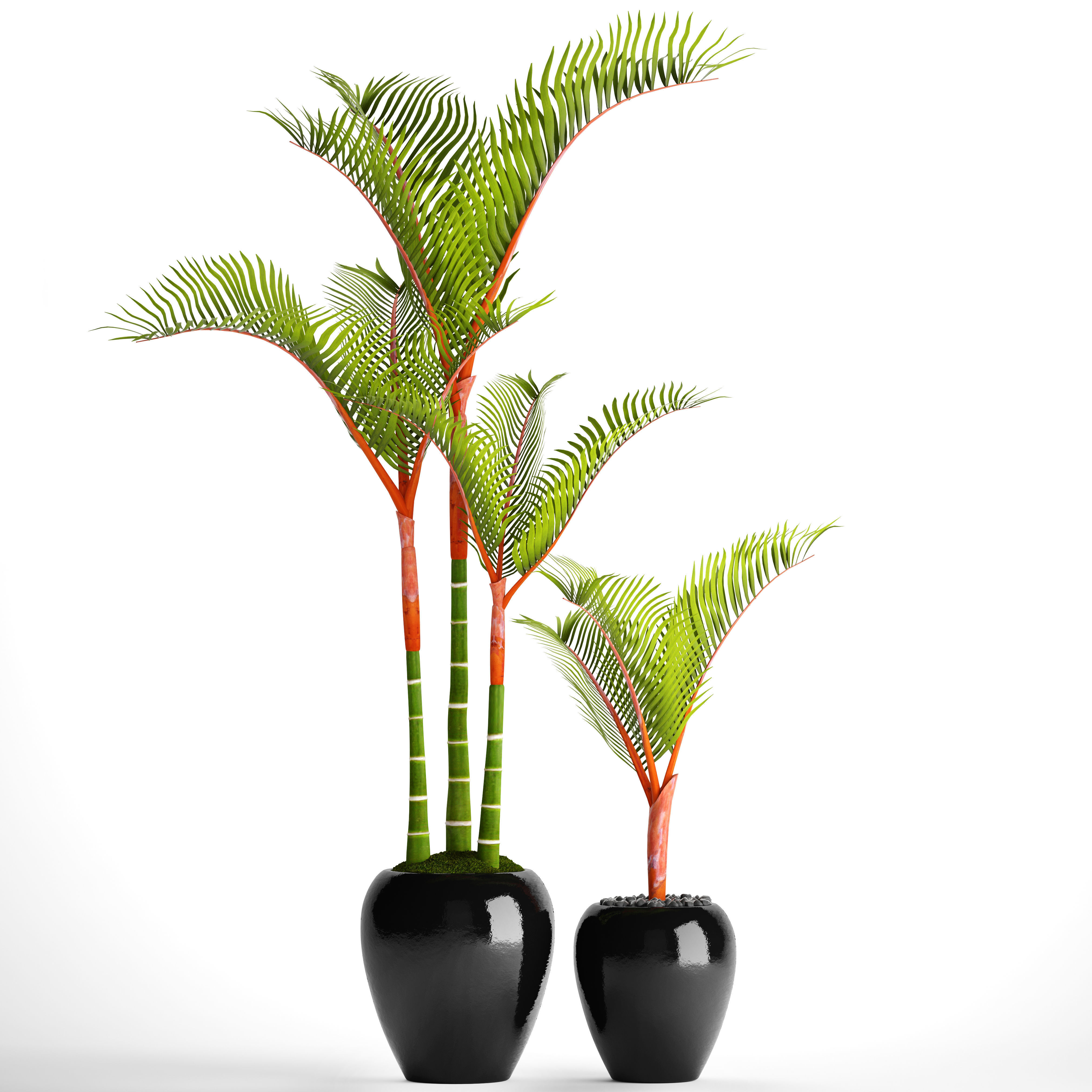 Cyrtostachys renda palm 3D model_8