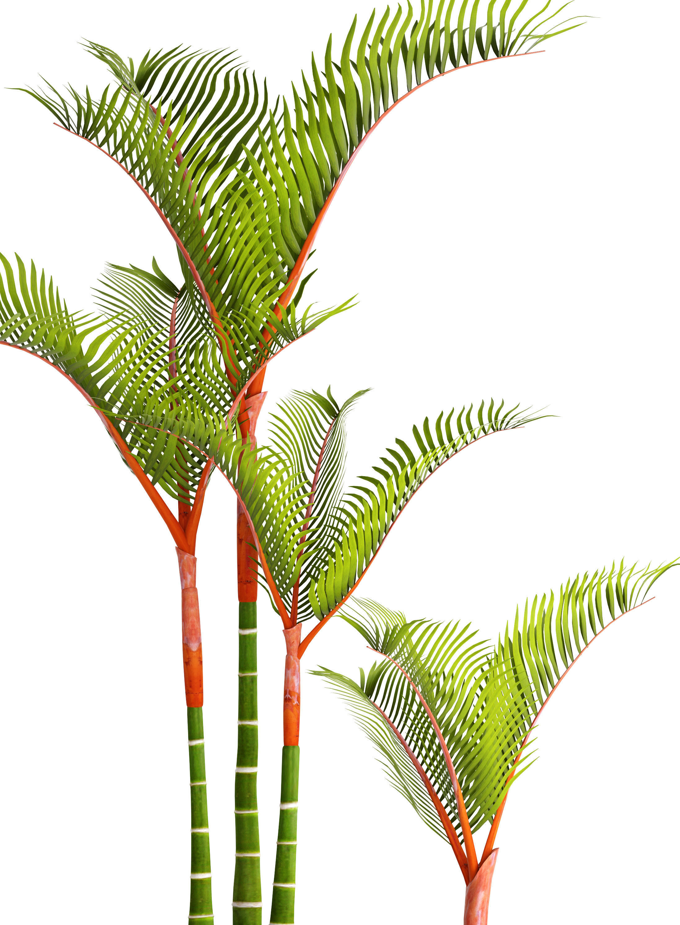 Cyrtostachys renda palm 3D model_2