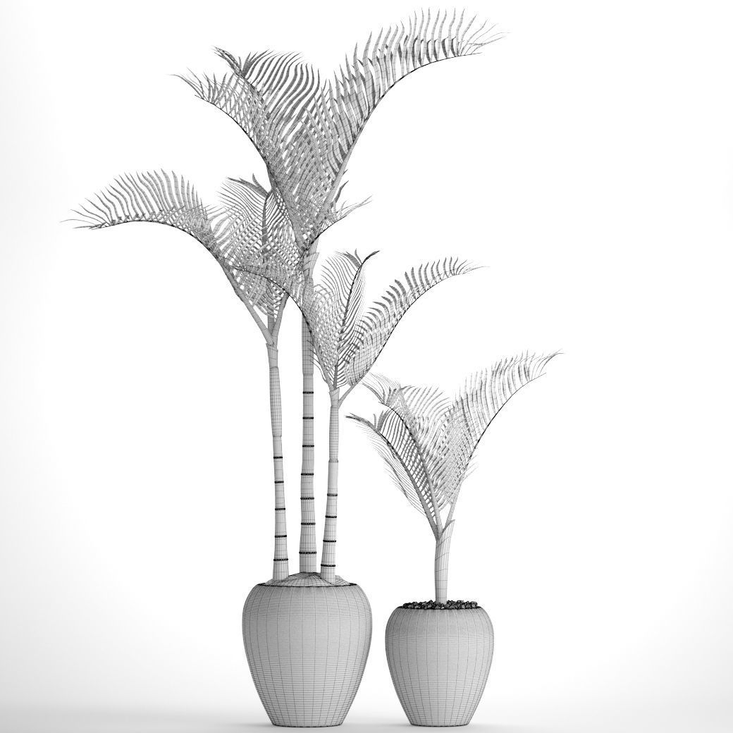 Cyrtostachys renda palm 3D model_5