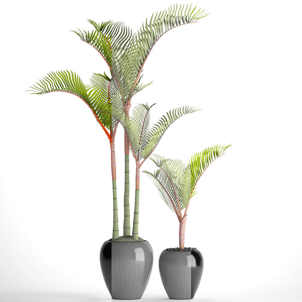 Cyrtostachys renda palm 3D model_3