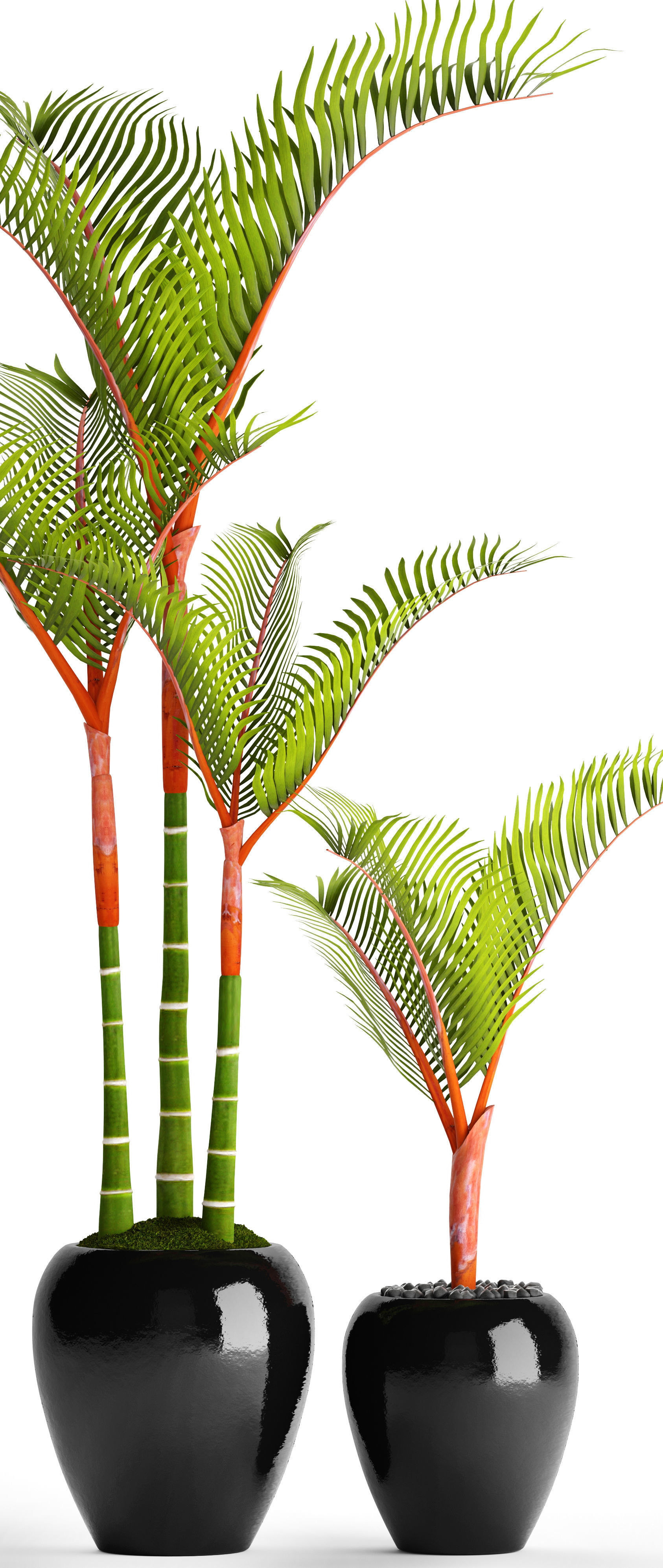 Cyrtostachys renda palm 3D model_9