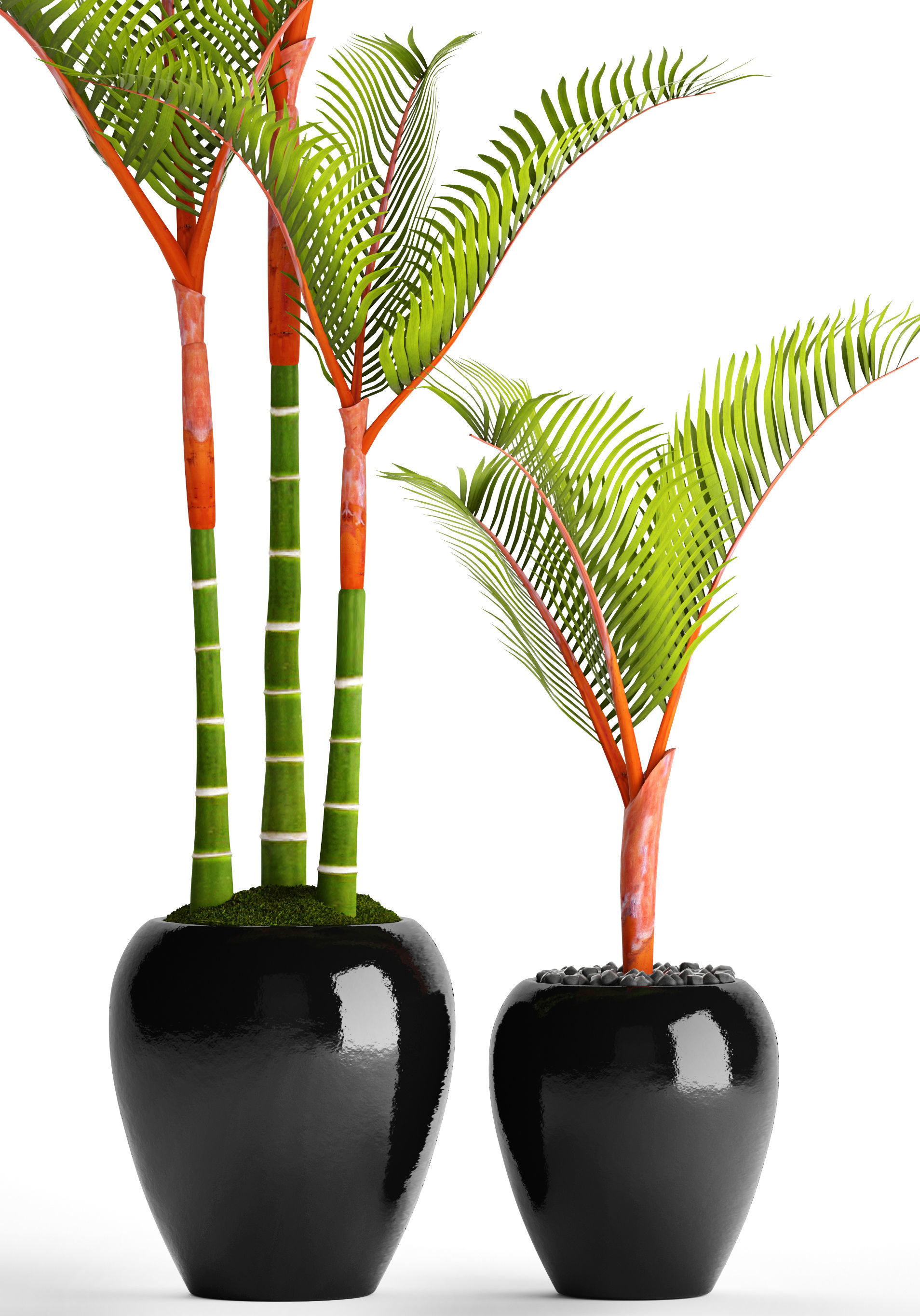 Cyrtostachys renda palm 3D model_1