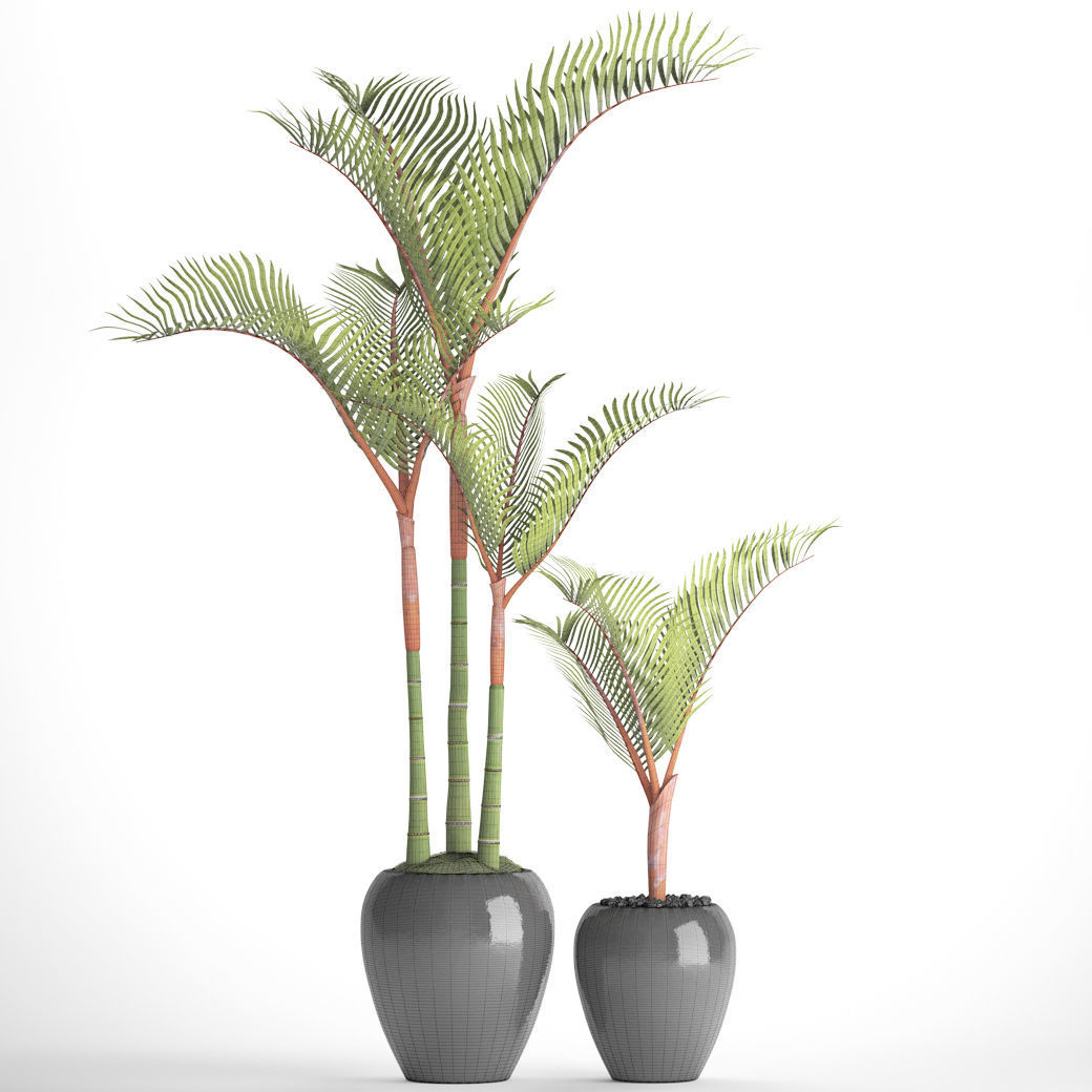 Cyrtostachys renda palm 3D model_4
