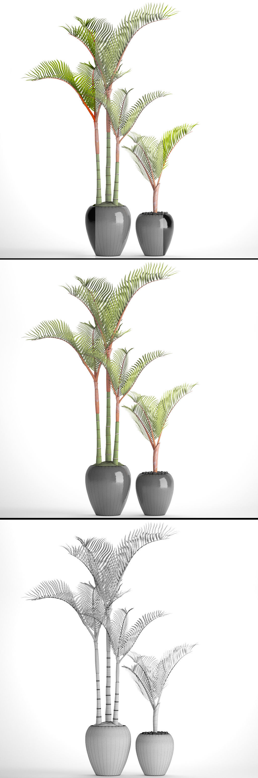 Cyrtostachys renda palm 3D model_6