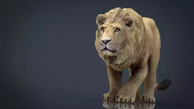 Realistic Lion Low-poly 3D model