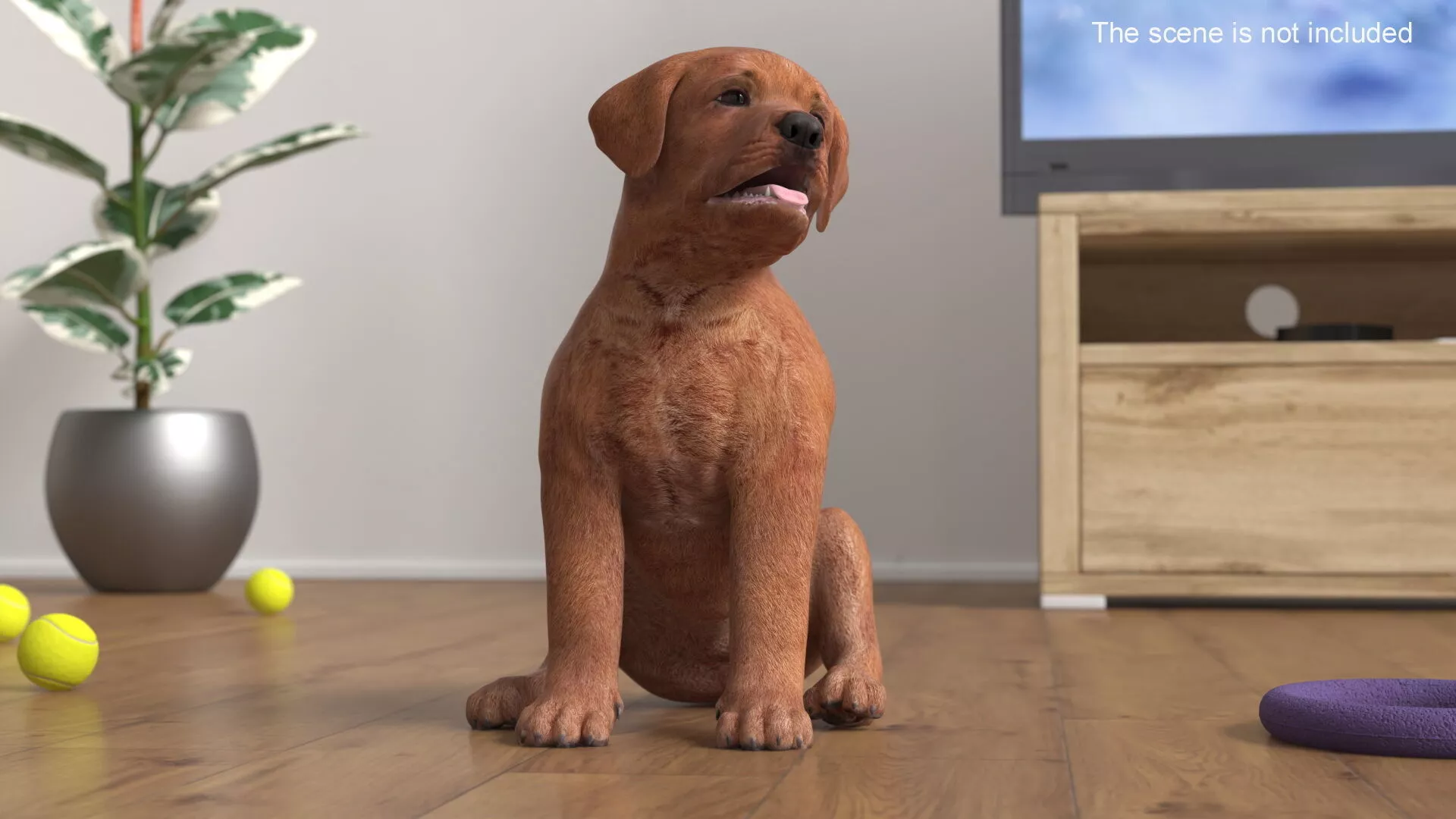 Brown Labrador Retriever Puppy Rigged for Maya 3D model