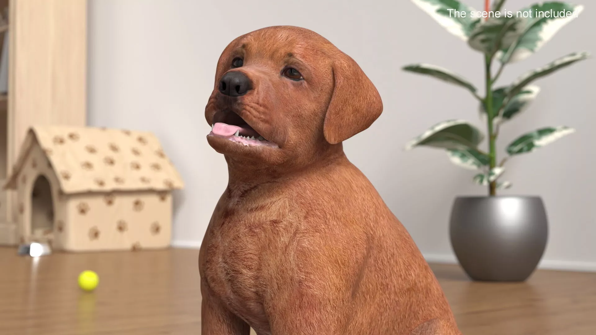 Brown Labrador Retriever Puppy Rigged for Cinema 4D 3D model