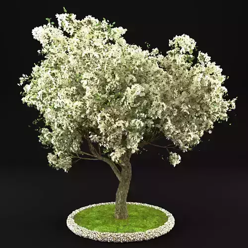 Flowering apple tree 13