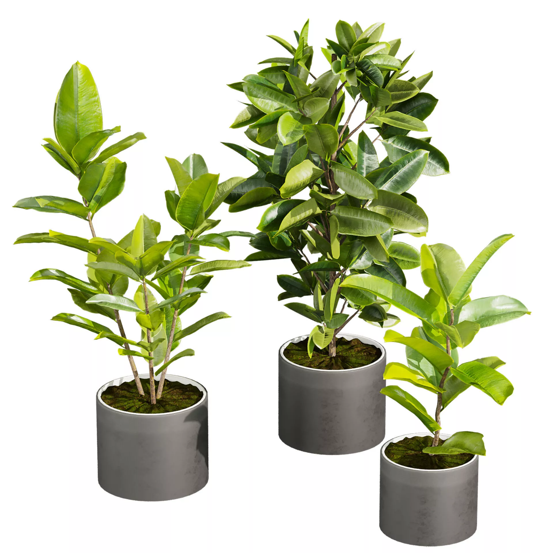 plant vol 942 - indoor - rubber - ficus 3D model