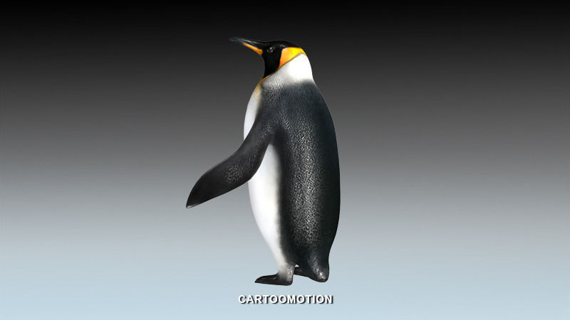Emperor penguin Low-poly 3D model_8