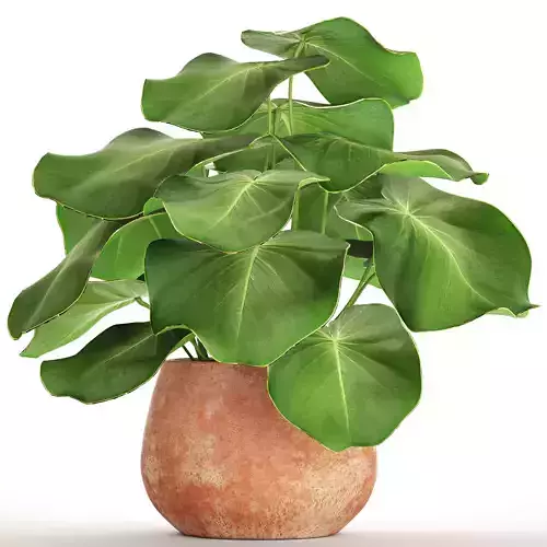 Tropical plant in pot
