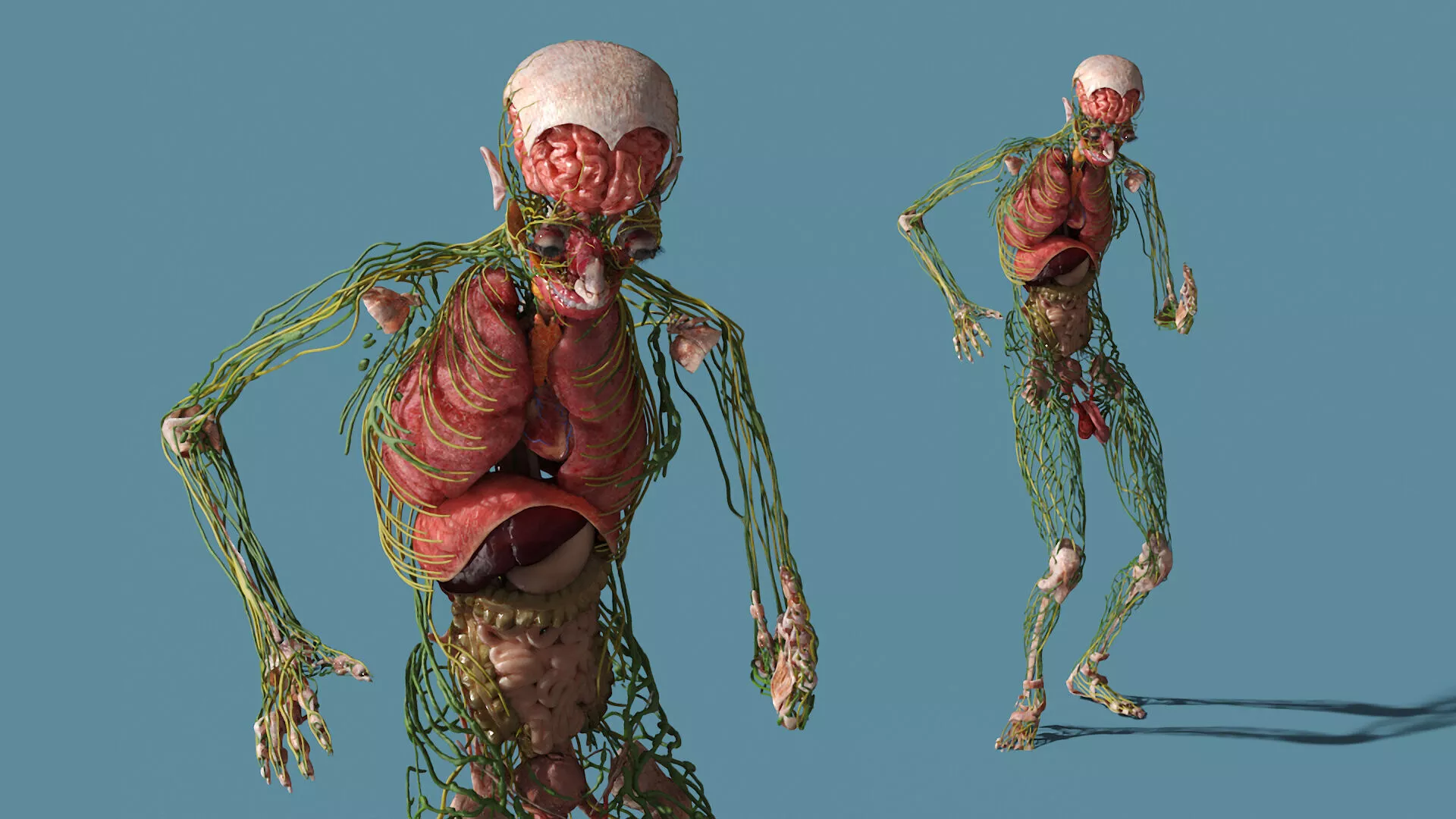 Digestive and Lymphatic System Male Anatomy Rigged for Cinema 4D 3D model