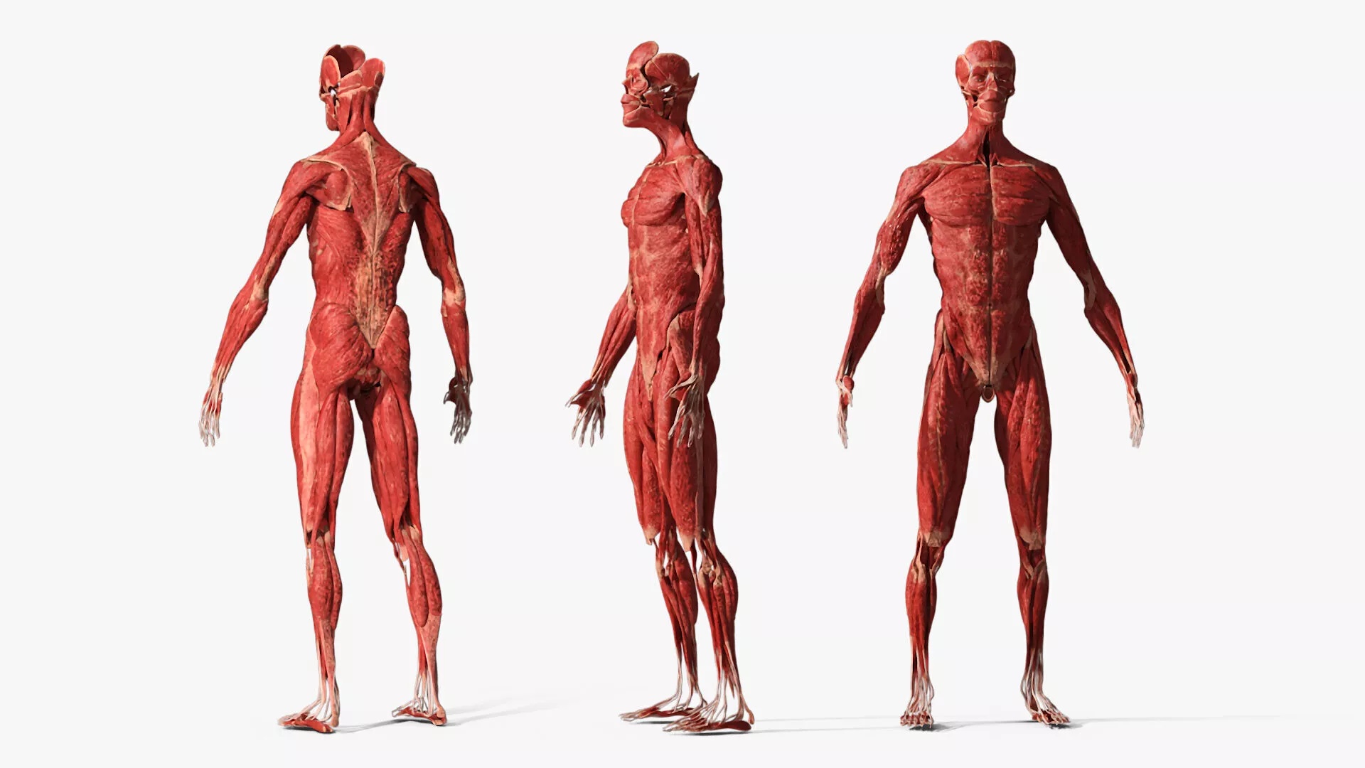 Muscular System Male Anatomy Rigged for Cinema 4D 3D model