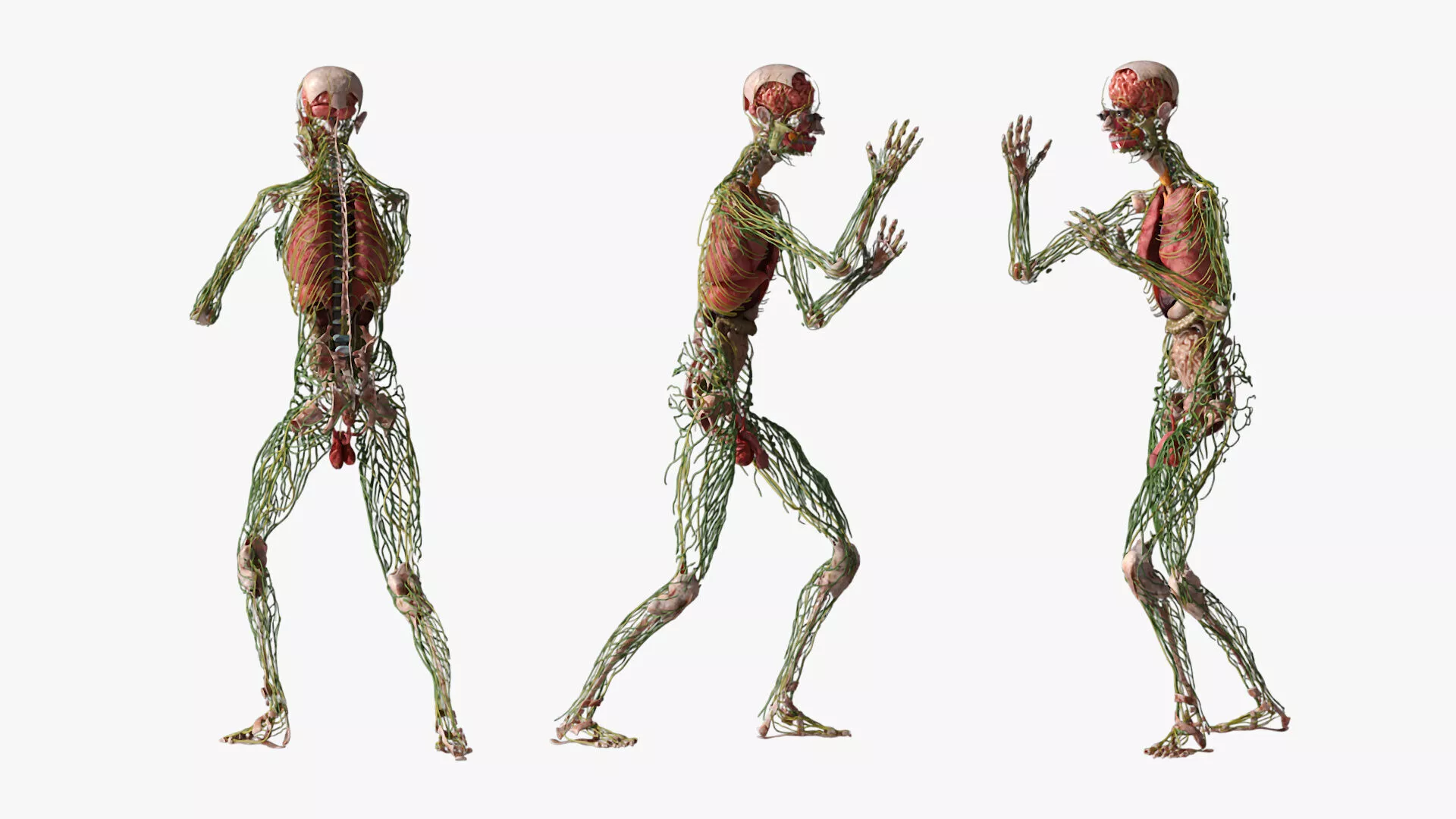 Digestive and Lymphatic System Male Anatomy Rigged for Maya 3D model