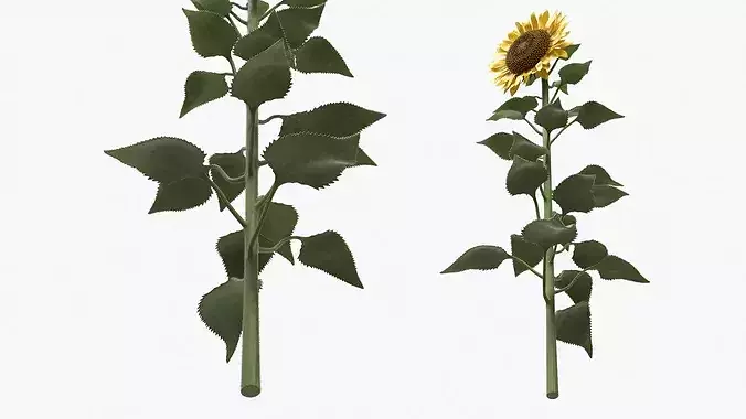 Blooming Sunflower Stem Tall Fur 3D model 5