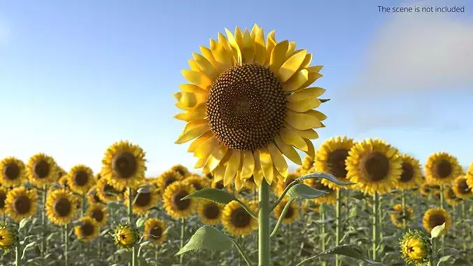 Blooming Sunflower Stem Tall Fur 3D model
