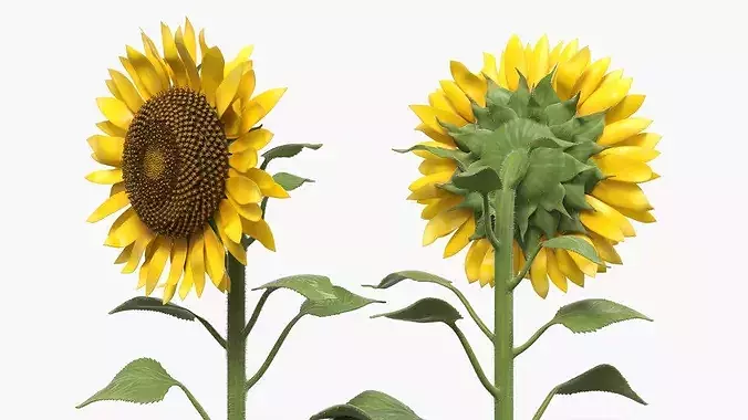 Blooming Sunflower Stem Tall Fur 3D model 3