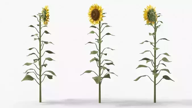 Blooming Sunflower Stem Tall Fur 3D model 2
