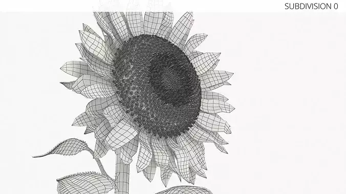 Blooming Sunflower Stem Tall Fur 3D model 7